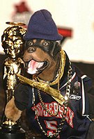 Photo of Triumph the Insult Comic Dog at Comedy Central's First Annual Commie Awards 11-22-2003 in Culver City.