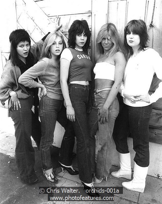 Photo of Orchids for media use , reference; orchids-001a,www.photofeatures.com