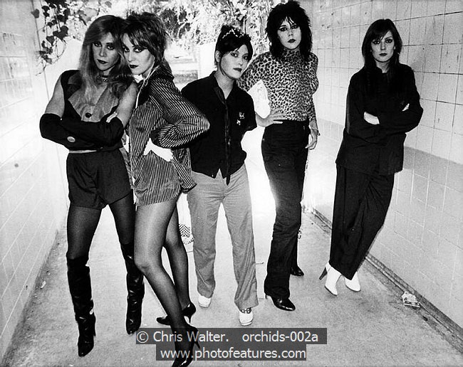 Photo of Orchids for media use , reference; orchids-002a,www.photofeatures.com