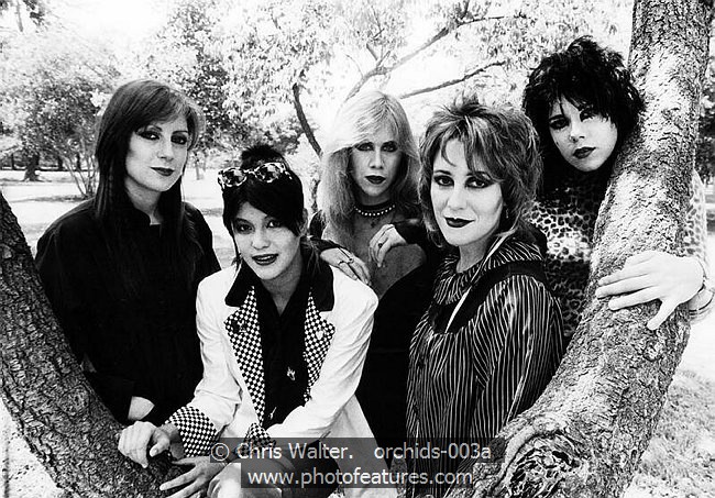 Photo of Orchids for media use , reference; orchids-003a,www.photofeatures.com