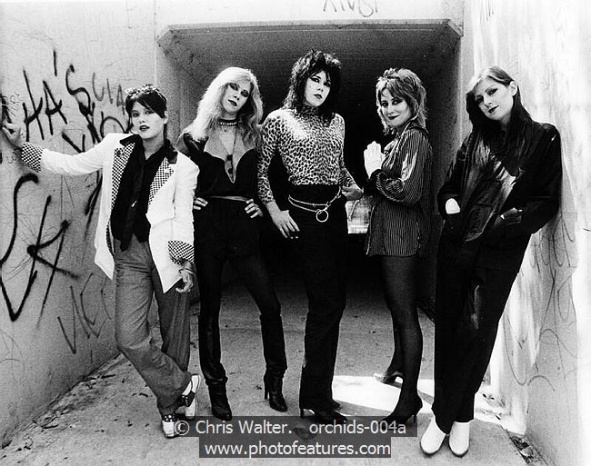 Photo of Orchids for media use , reference; orchids-004a,www.photofeatures.com